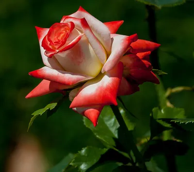Прекрасное изображение Императрицы фарах роза в формате webp