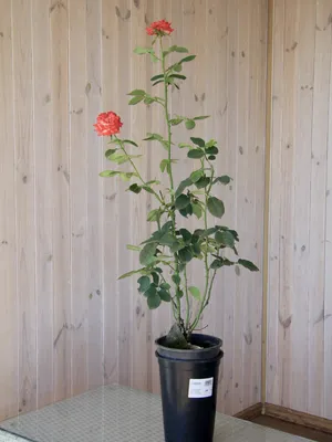 Фото Императрицы фарах роза с разными размерами (jpg)