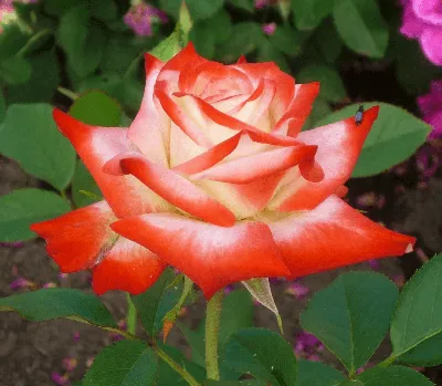Императрица фарах роза с высоким разрешением (png)