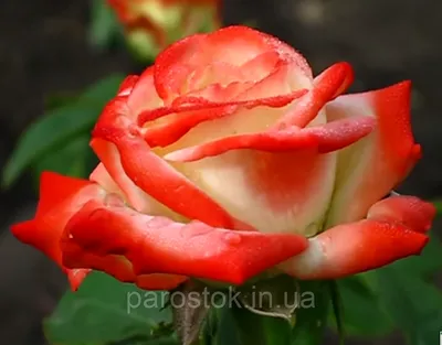Удивительное изображение Императрицы фарах роза в формате webp