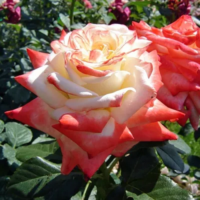 Фотография Императрицы фарах роза для скачивания (jpg)