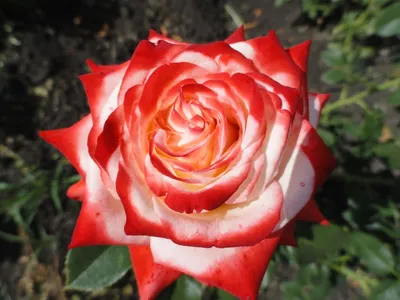 Потрясающее изображение Императрицы фарах роза в формате webp