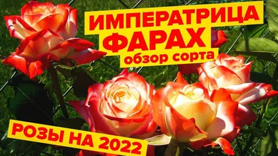 Императрица фарах роза с качественным фото (png)