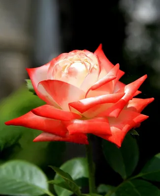 Лучшее изображение Императрицы фарах роза в формате webp