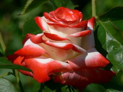 Великолепное изображение Императрицы фарах роза в формате webp