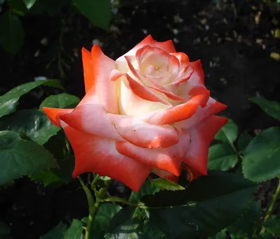 Фото Императрицы фарах роза с вариантами размеров и форматов (jpg)