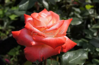 Императрица фарах роза в высоком качестве (png)
