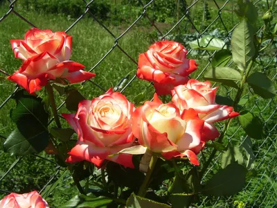 Блестящая форма Императрицы фарах роза в png