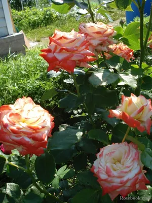 Фото Императрицы фарах роза с вариантами размеров (jpg)