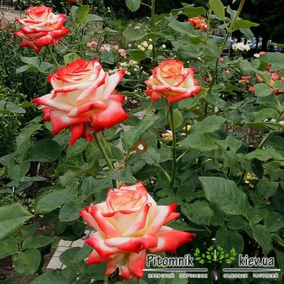 Императрица фарах роза с качественным изображением (png)