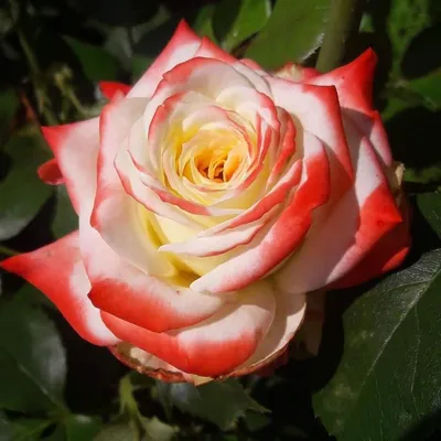 Лучшая фотография Императрицы фарах роза в формате webp