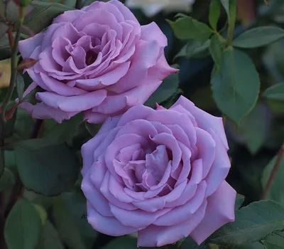 Великолепное фотографическое отображение индиголетта розы