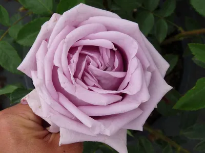 Узнайте красоту фотки индиголетта розы на вашем дисплее