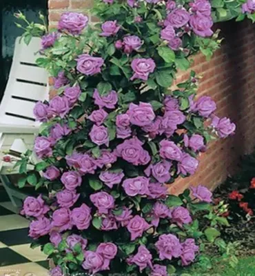 Восхитительное изображение индиголетта розы для вашего эстетического наслаждения