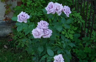 Очаровательное фото индиголетта розы, достойное восхищения 