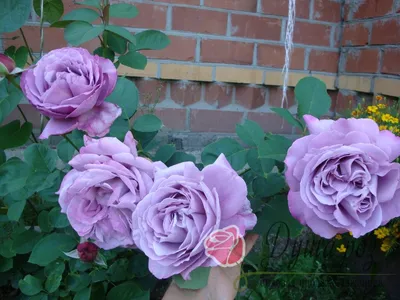 Фото превосходной индиголетта розы в великолепном качестве