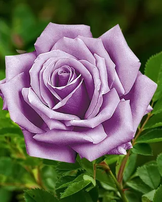 Фото бесподобной индиголетта розы в различных размерах