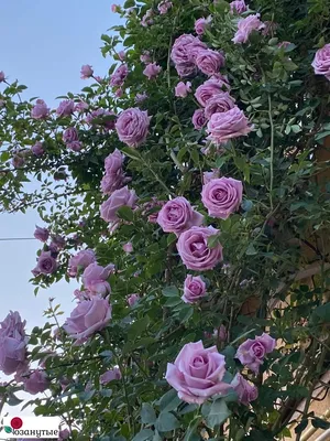 Фантастическое фото индиголетта розы в высоком разрешении