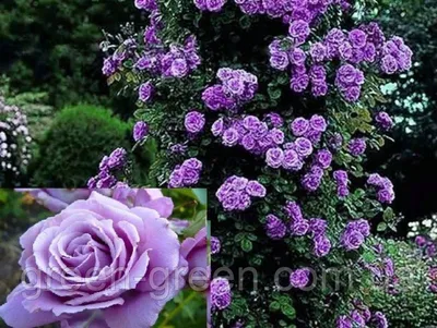 Романтичное изображение индиголетта розы для создания атмосферы