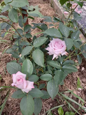 Превосходное фотографическое отображение индиголетта розы