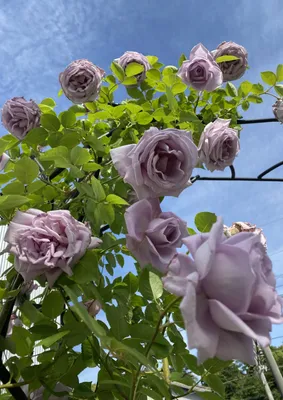 Фото великолепной индиголетта розы в разных форматах