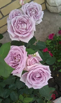 Фотка индиголетта розы, чтобы привнести красоту в вашу жизнь