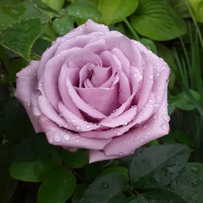Индиголетта роза, которая заставит вас восхищаться своей красотой