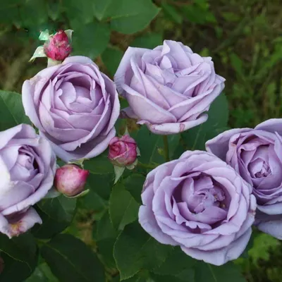 Фото изумительной индиголетта розы для оформления вашего интерьера