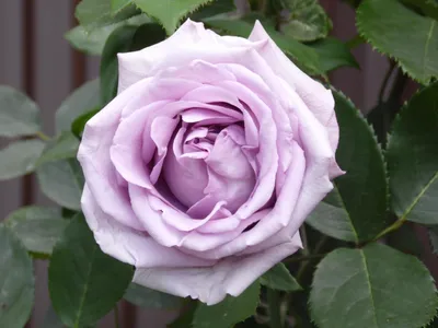 Индиголетта роза, которая возьмет вас за сердце своей уникальностью