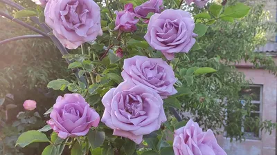 Индиголетта роза - красота в каждом пикселе
