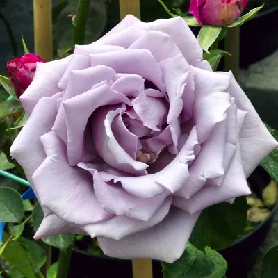 Фотография индиголетта розы, олицетворяющая нежность и красоту