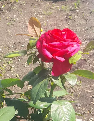 Фотография индиголетта розы, чтобы подарить радость и вдохновение