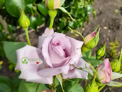 Фото изящной индиголетта розы для вашего визуального удовольствия