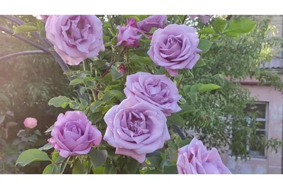 Фотка индиголетта розы в совершенном разрешении