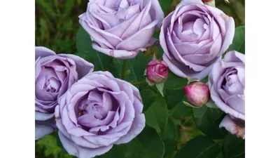 Уникальная индиголетта роза, чтобы разнообразить вашу коллекцию изображений