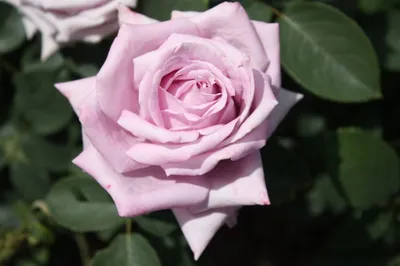 Фантастическое фото индиголетта розы, достойное экспонирования