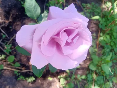 Изображение прекрасной индиголетта розы во всей своей чарующей красоте
