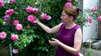Фото удивительной индиголетта розы для настоящих ценителей природы