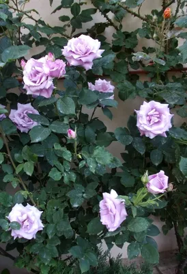 Фото индиголетта розы в формате WebP для оригинального отображения 