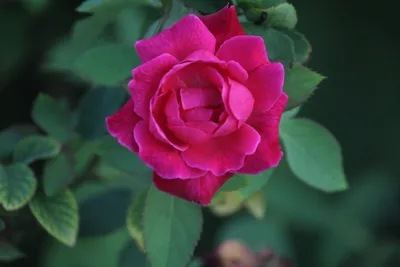 Индийская роза: прекрасное фото в формате jpg