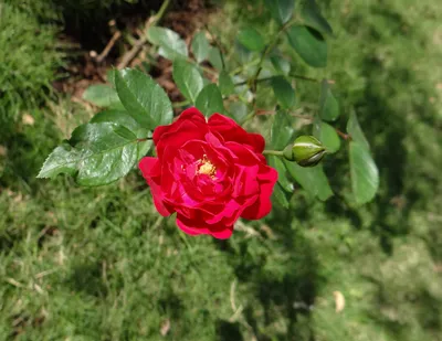 Фотка Индийской розы, вызываемая восхищение