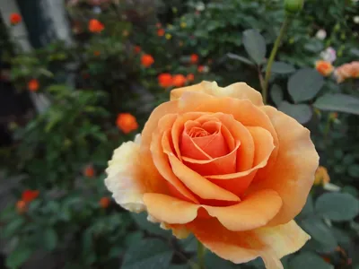 Уникальное изображение Индийской розы в webp формате