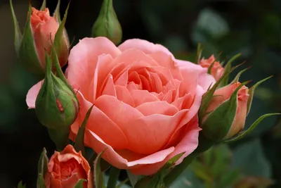 Фото Индийской розы: нежность и элегантность