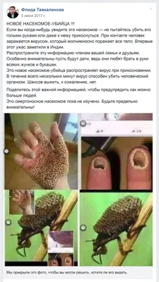 Новые фотографии Индийского жука убийцы