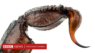 Индийский жук убийца: взгляд изнутри