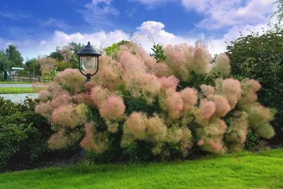 Ослепительная красота цветущих сакур - фотографии весеннего волшебства