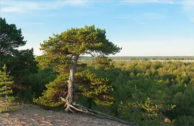 Фотографии изумительных бонсаев - искусство на грани реальности