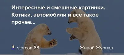 Изображения, которые вызовут громкий смех