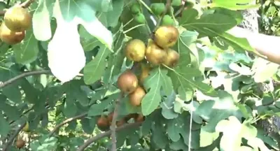 Королева джунглей: великолепие Инжир дерева 