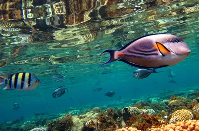 Раскрываем секреты подводной жизни: фотографии Красного моря в Иордании